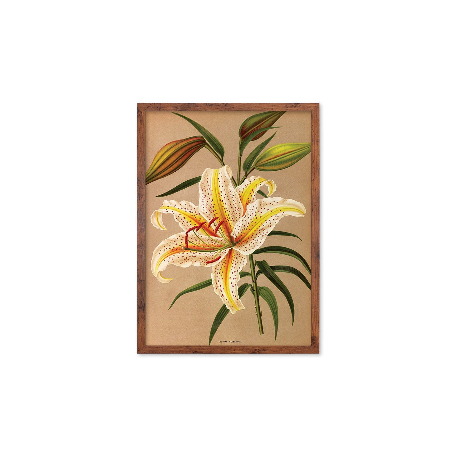 White Lilies Framed Mounted Wall Art Decor Print Poster Botanical Antique Vintage Retro Victorian Illustration Nature Lily Beautiful Flowers