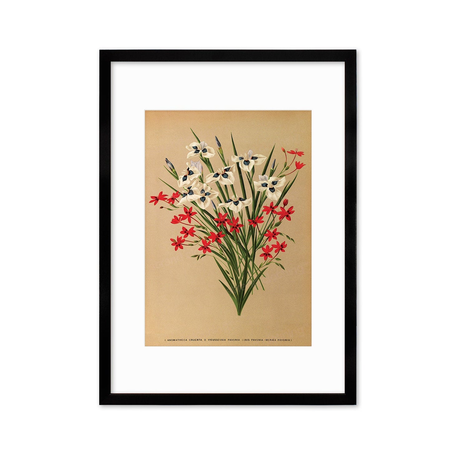 Irises Grasses Framed Art Mounted Wall Decor Print Poster Botanical Antique Vintage Victorian Illustration Nature Beautiful Flowers Bunch