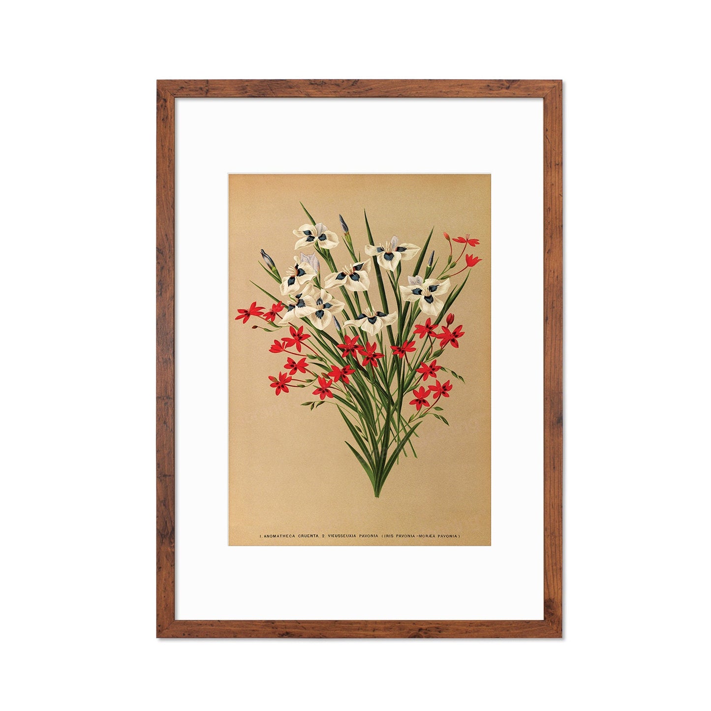Irises Grasses Framed Art Mounted Wall Decor Print Poster Botanical Antique Vintage Victorian Illustration Nature Beautiful Flowers Bunch