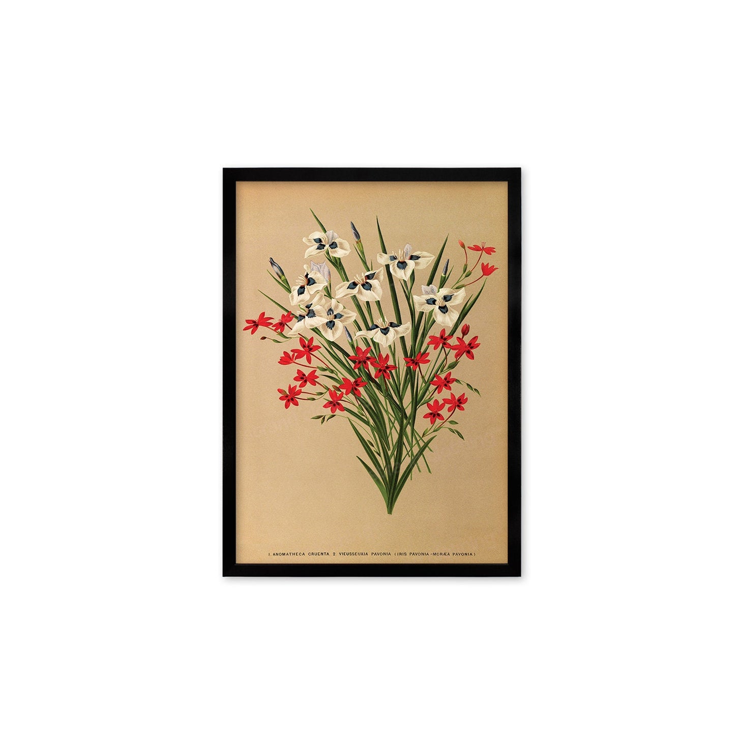 Irises Grasses Framed Art Mounted Wall Decor Print Poster Botanical Antique Vintage Victorian Illustration Nature Beautiful Flowers Bunch