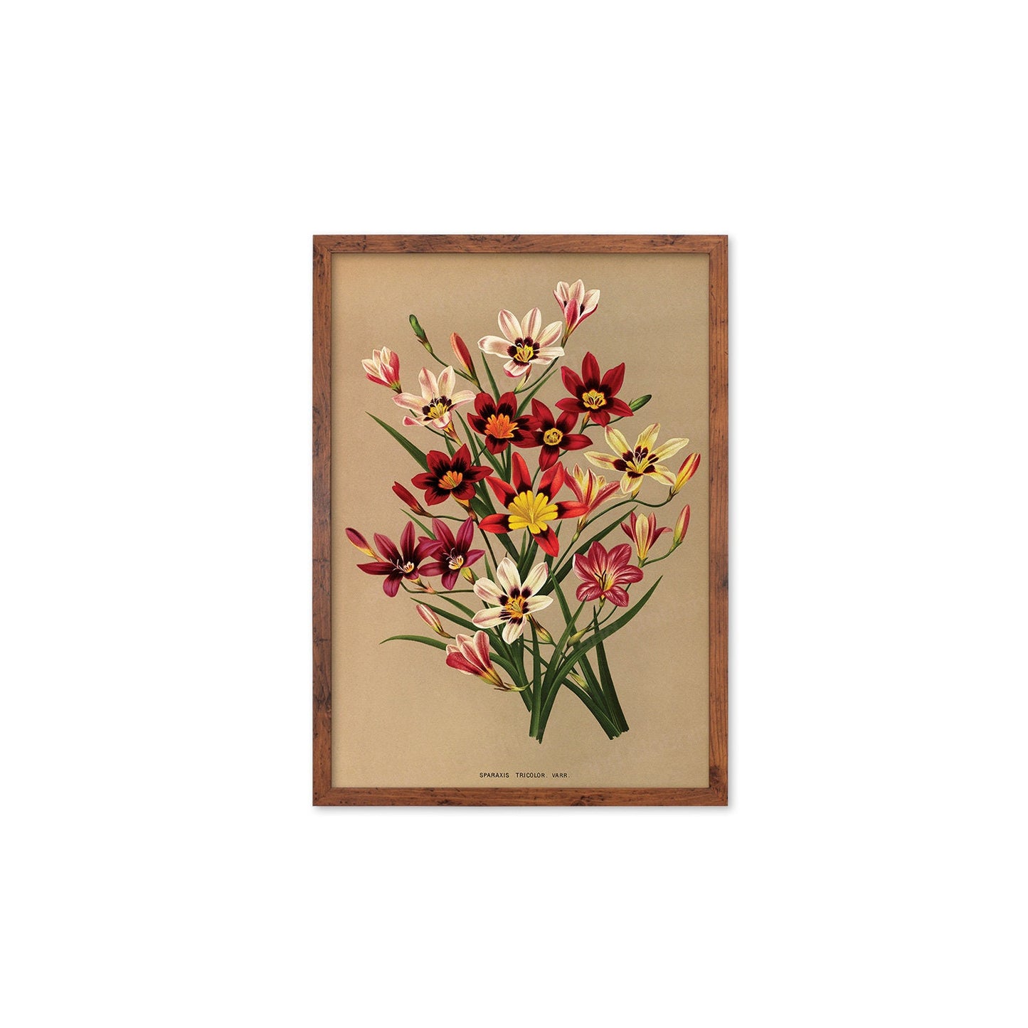 Sparaxis Harlequin Flowers Framed Art Mounted Wall Decor Print Poster Botanical Antique Vintage Retro Victorian Illustration Nature Pretty
