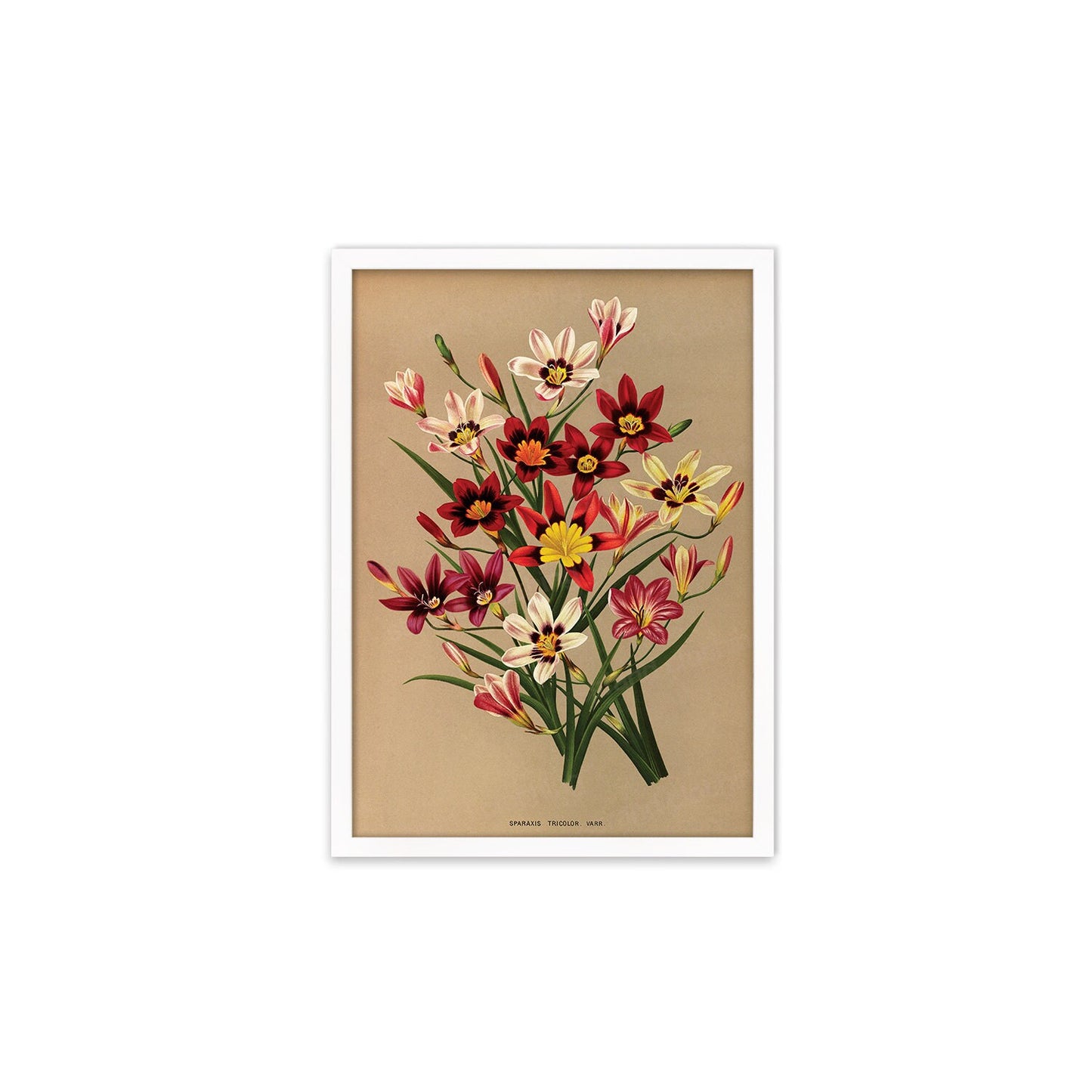 Sparaxis Harlequin Flowers Framed Art Mounted Wall Decor Print Poster Botanical Antique Vintage Retro Victorian Illustration Nature Pretty