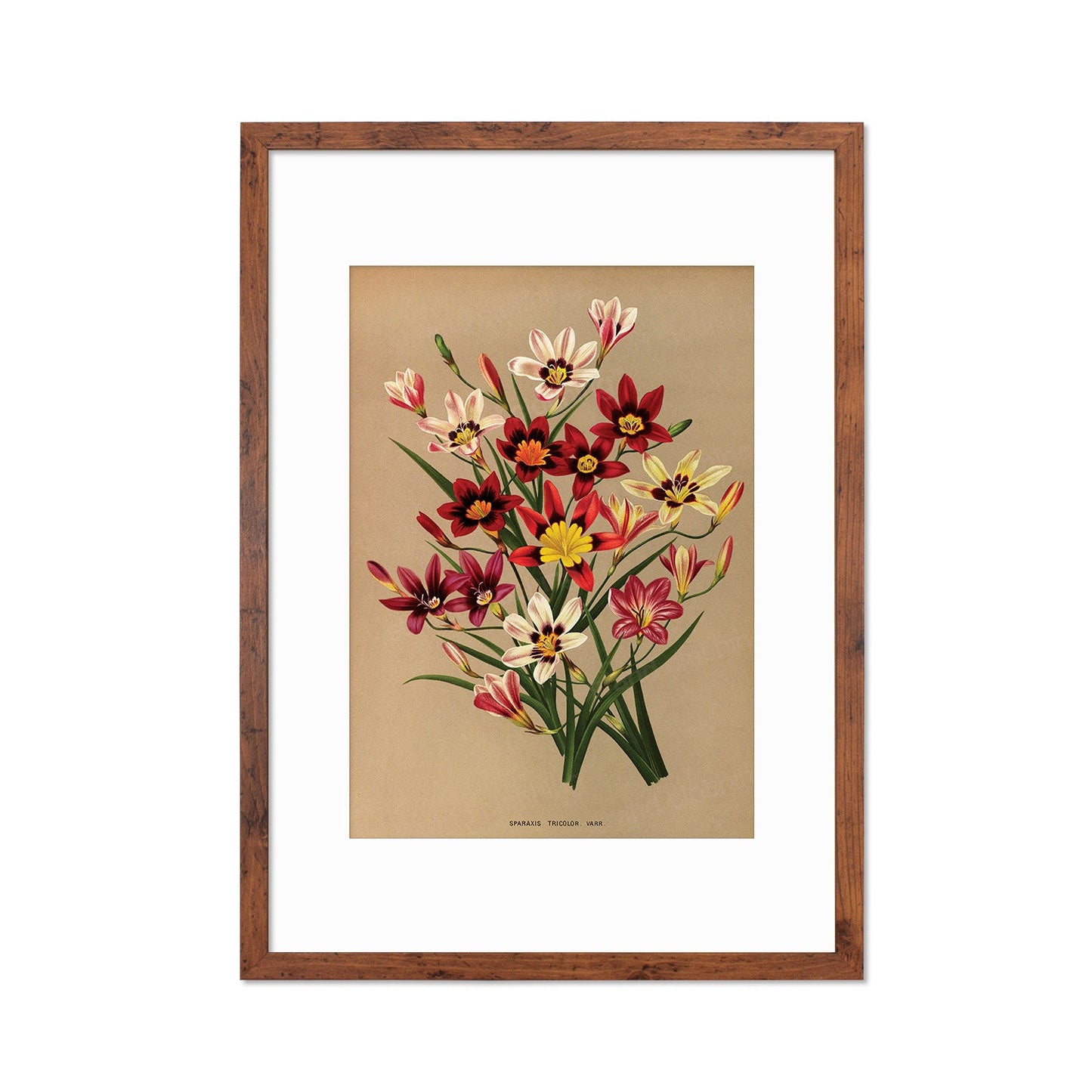 Sparaxis Harlequin Flowers Framed Art Mounted Wall Decor Print Poster Botanical Antique Vintage Retro Victorian Illustration Nature Pretty