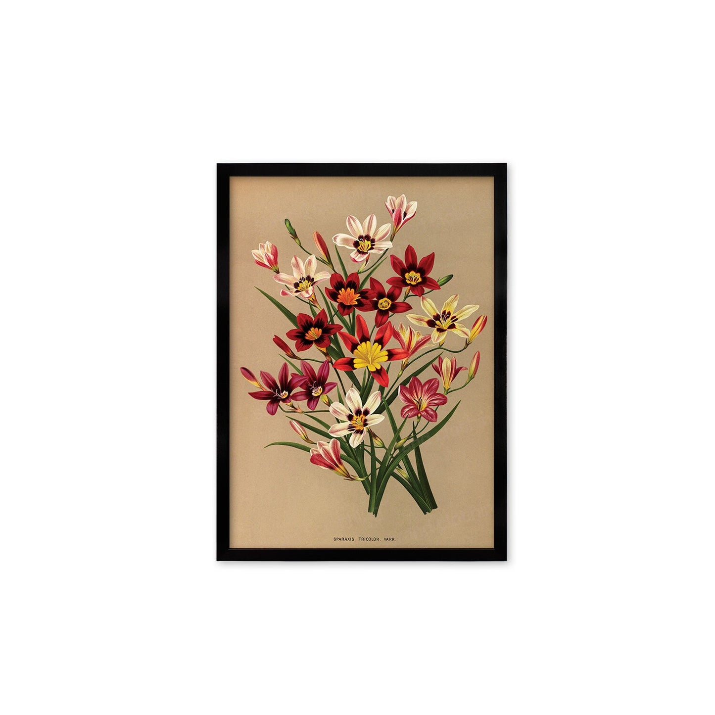 Sparaxis Harlequin Flowers Framed Art Mounted Wall Decor Print Poster Botanical Antique Vintage Retro Victorian Illustration Nature Pretty