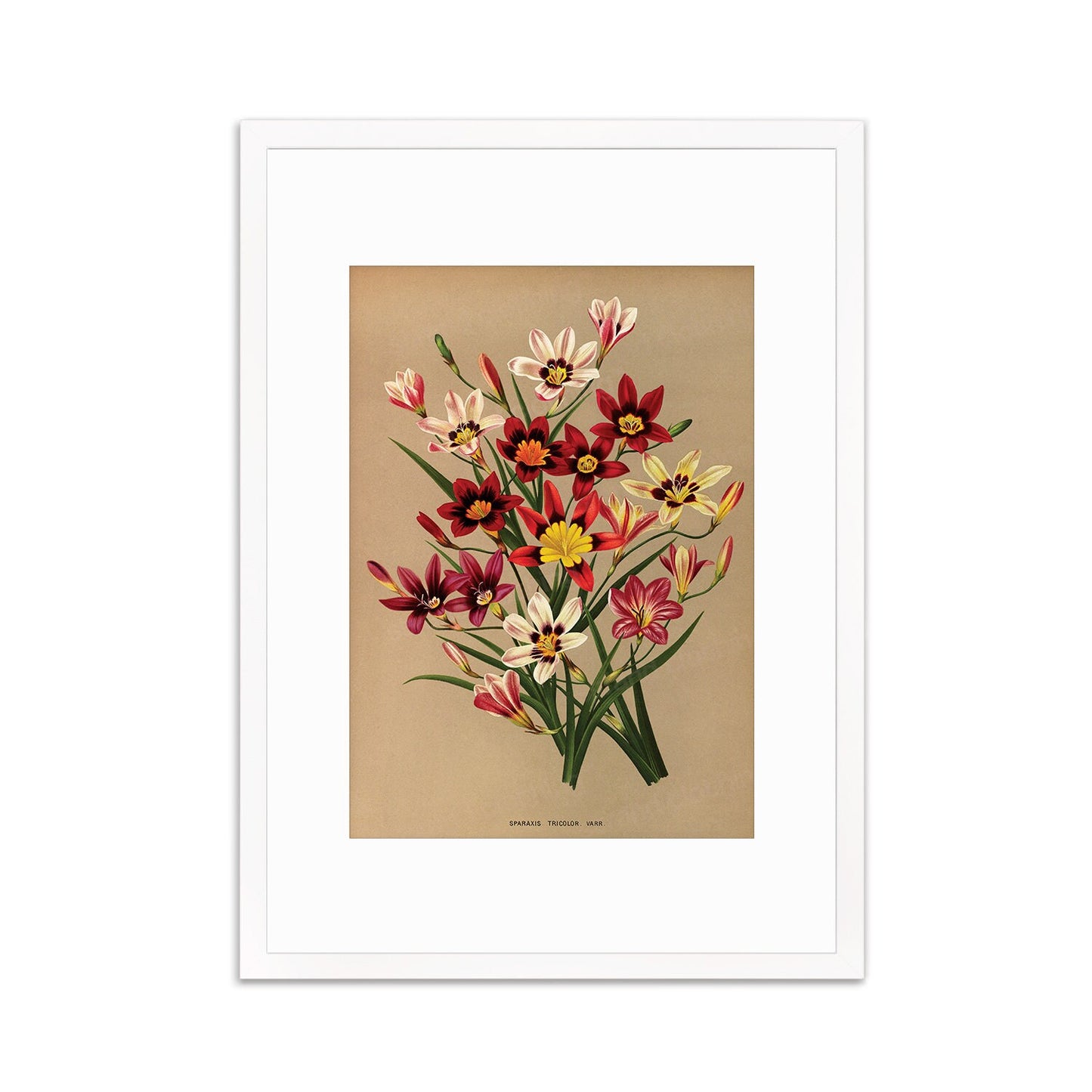 Sparaxis Harlequin Flowers Framed Art Mounted Wall Decor Print Poster Botanical Antique Vintage Retro Victorian Illustration Nature Pretty