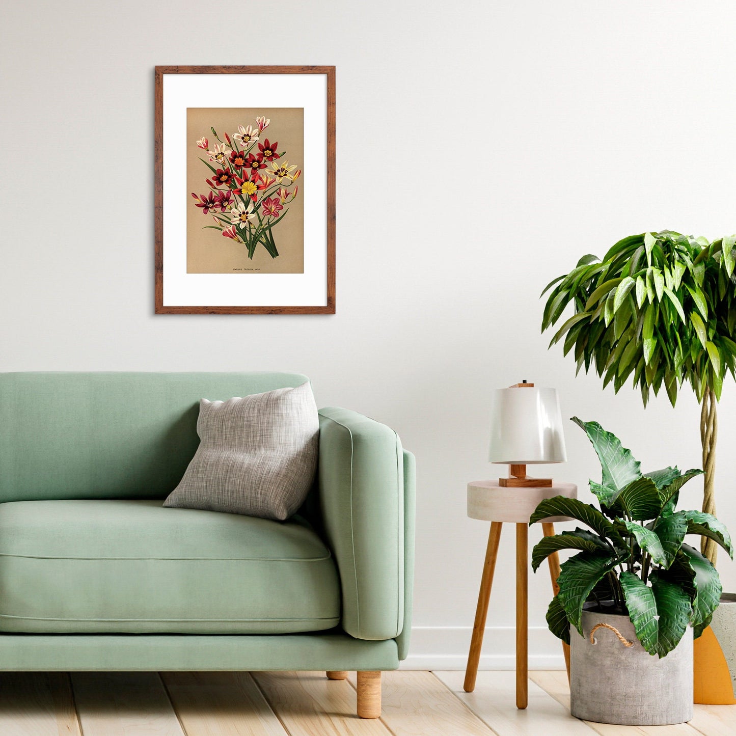 Antique Botanical Art Print Poster Vintage Wall Art Flowers Floral Sparaxis Leaf Plant Tree Nature Illustration Victorian Herbs Beautiful A3