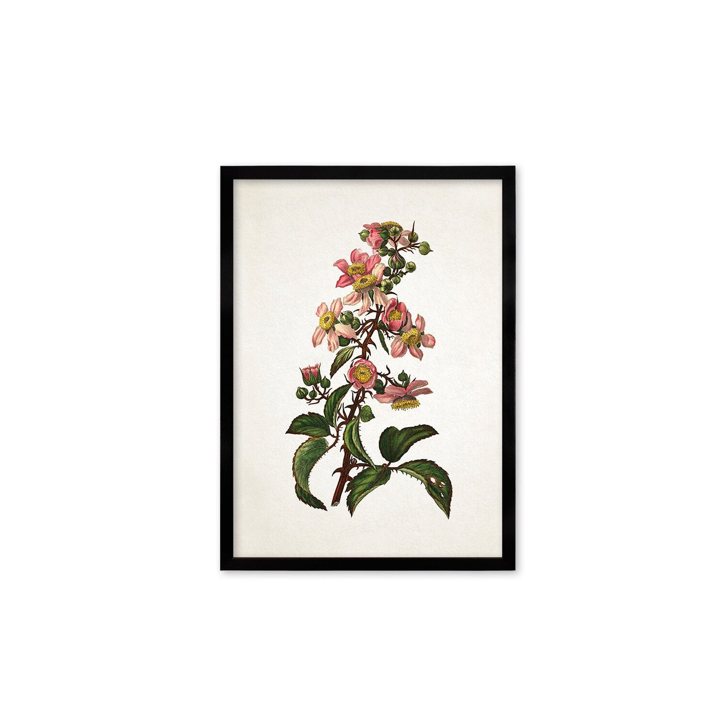 Framed Mounted Antique Botanical Art Print Poster Vintage Wall Flowers Floral Bramble Blackberry Nature Leaf Plant Illustration Victorian A2