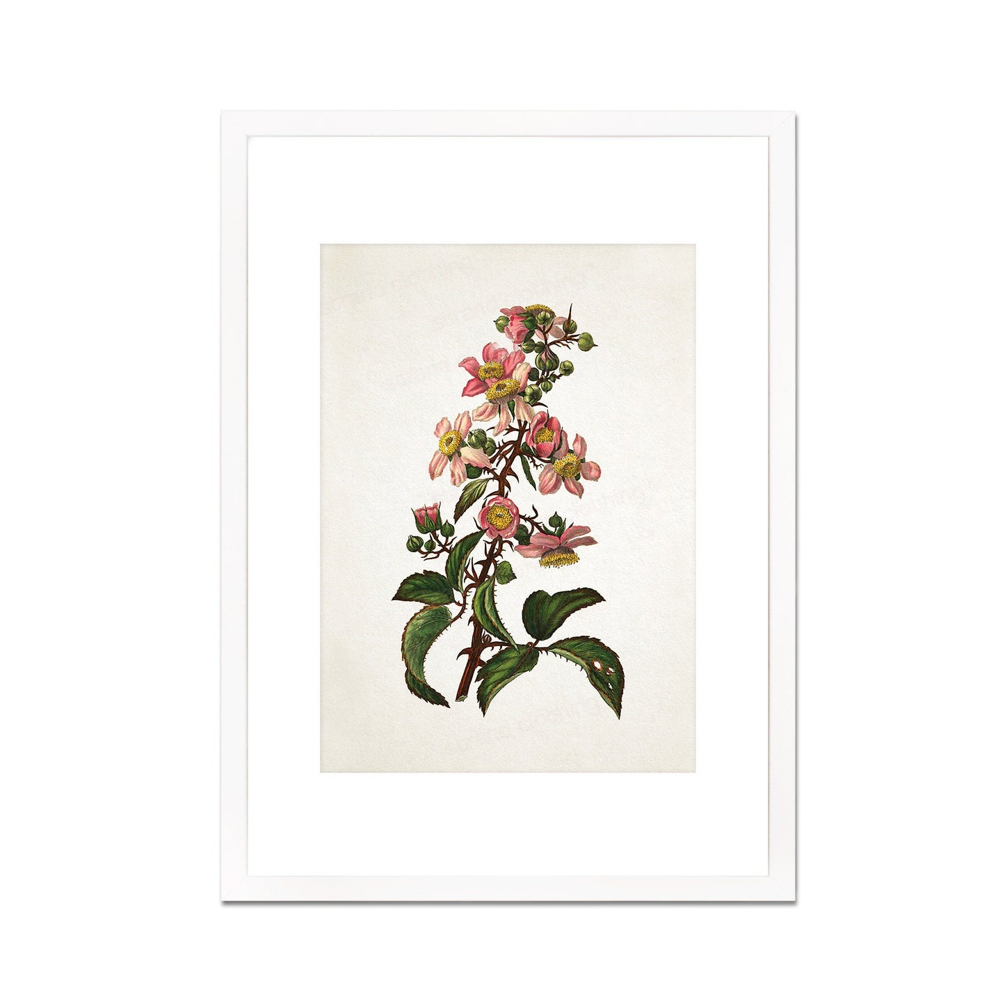Framed Mounted Antique Botanical Art Print Poster Vintage Wall Flowers Floral Bramble Blackberry Nature Leaf Plant Illustration Victorian A2