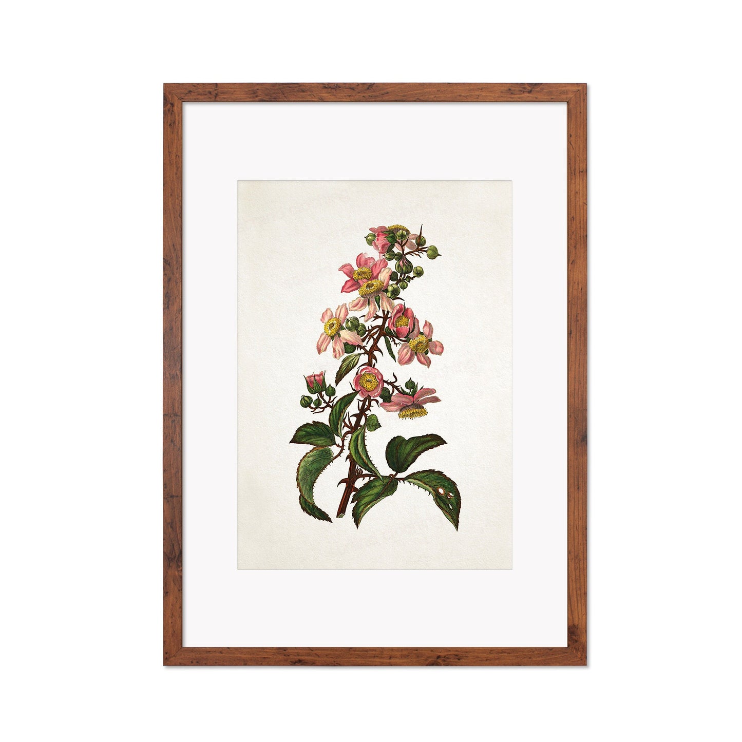 Framed Mounted Antique Botanical Art Print Poster Vintage Wall Flowers Floral Bramble Blackberry Nature Leaf Plant Illustration Victorian A2