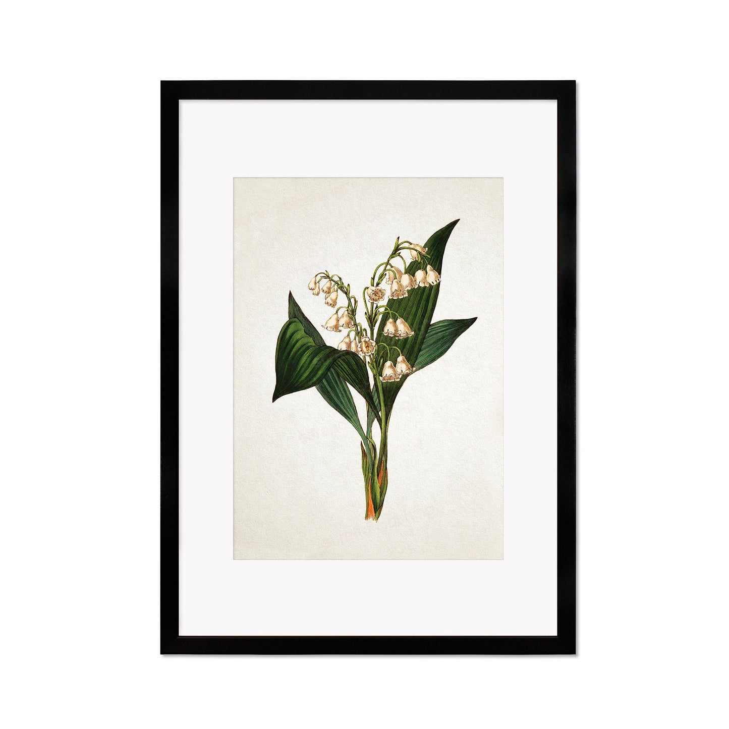 Framed Mounted Antique Botanical Art Print Poster Vintage Wall Flowers Floral Lily Of The Valley Nature Leaf Plant Illustration Victorian