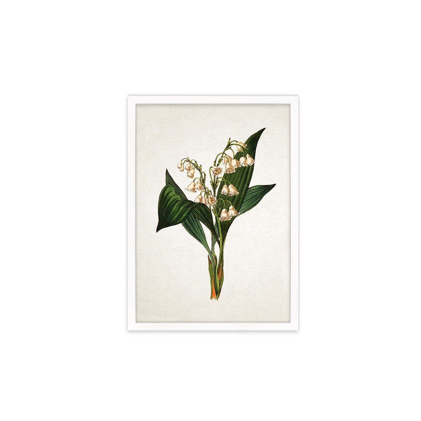 Framed Mounted Antique Botanical Art Print Poster Vintage Wall Flowers Floral Lily Of The Valley Nature Leaf Plant Illustration Victorian