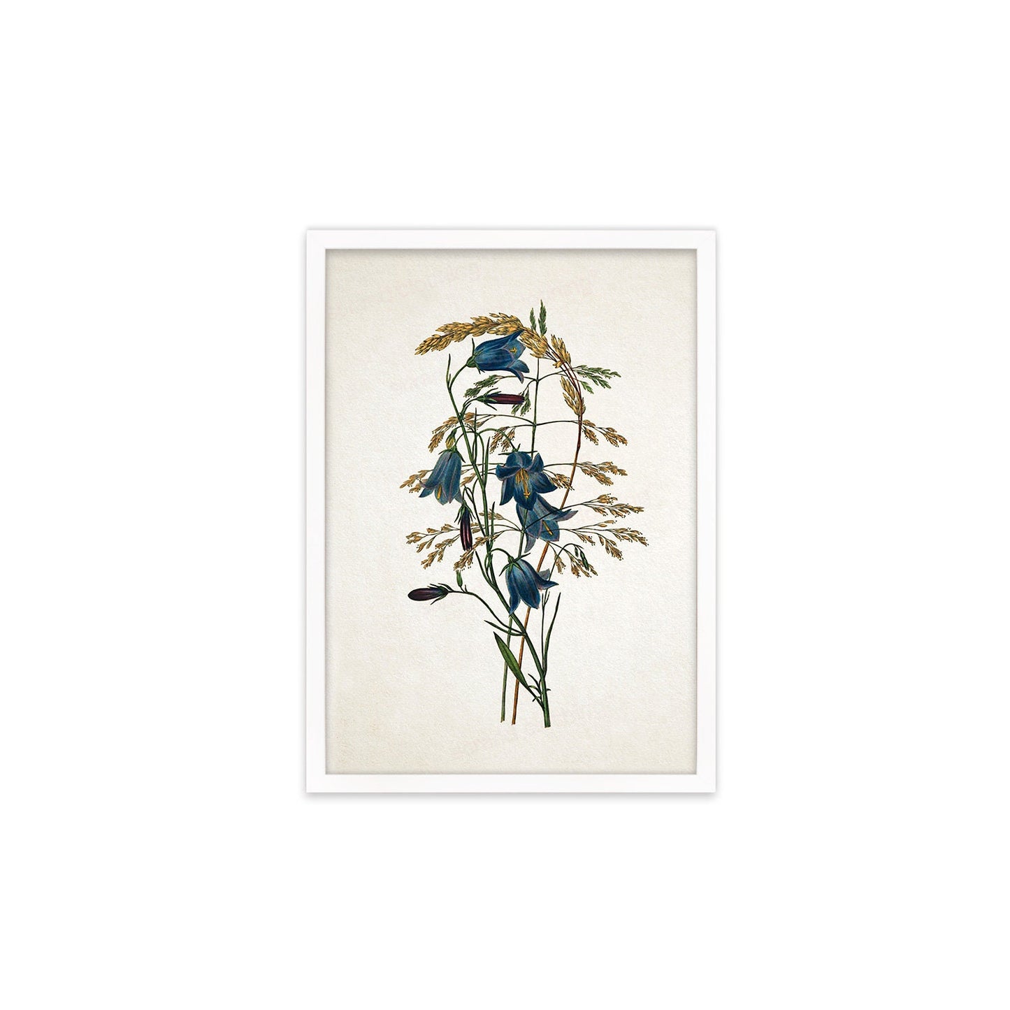 Framed Mounted Antique Botanical Art Print Poster Vintage Wall Flowers Floral Bluebell Harebell Nature Leaf Plant Illustration Victorian A2