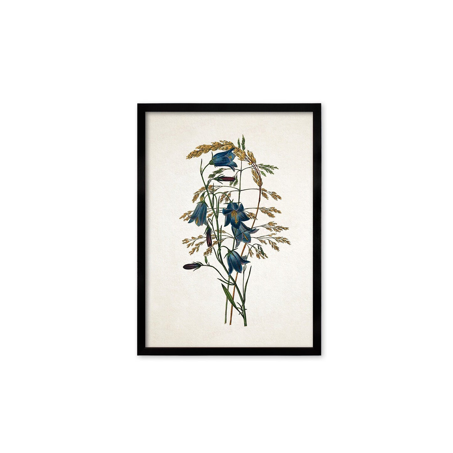 Framed Mounted Antique Botanical Art Print Poster Vintage Wall Flowers Floral Bluebell Harebell Nature Leaf Plant Illustration Victorian A2