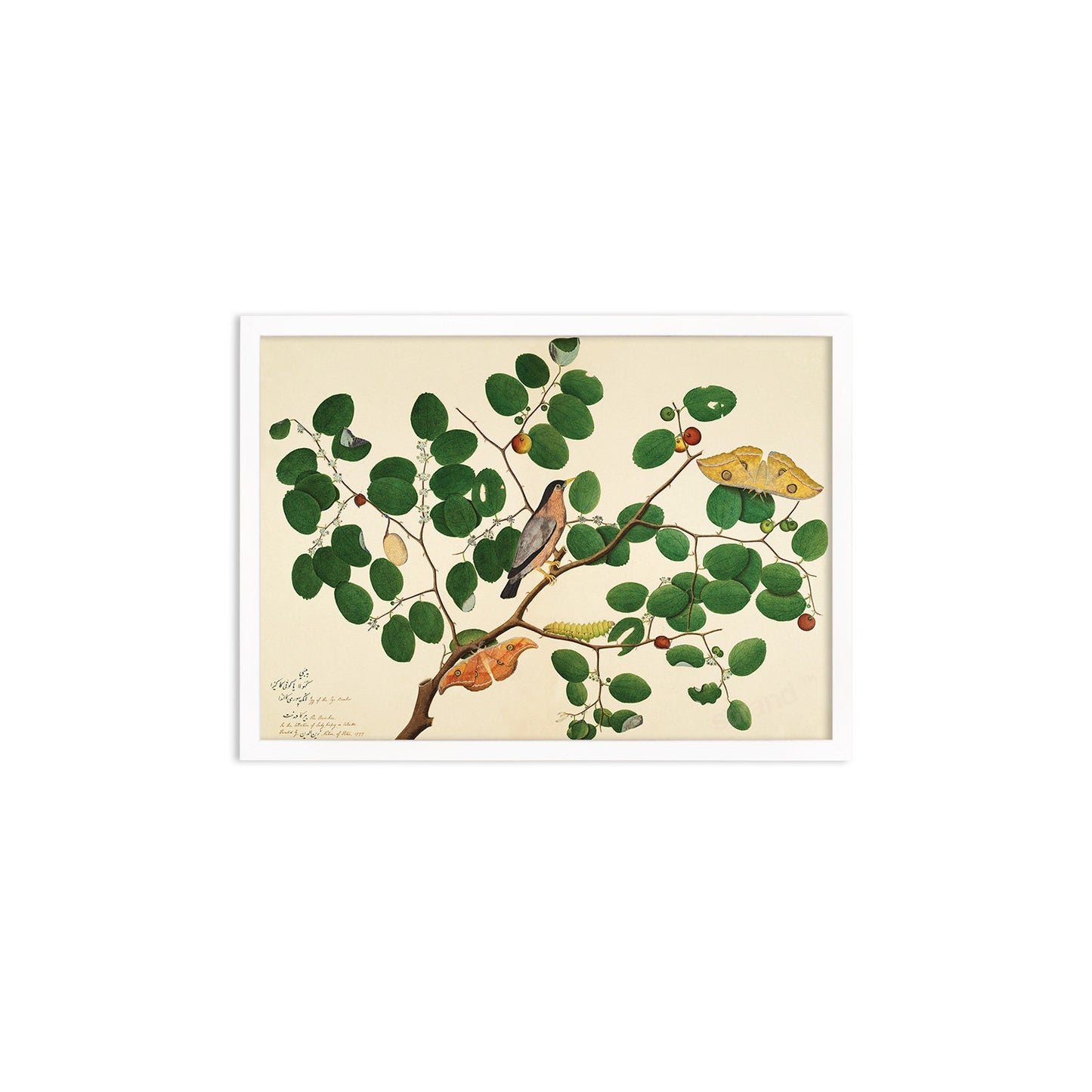 Framed Mounted Indian Jujube Tree Art Vintage Print Poster Antique Sheikh Zain al-Din Painting Nature Birds Butterflies Georgian Victorian
