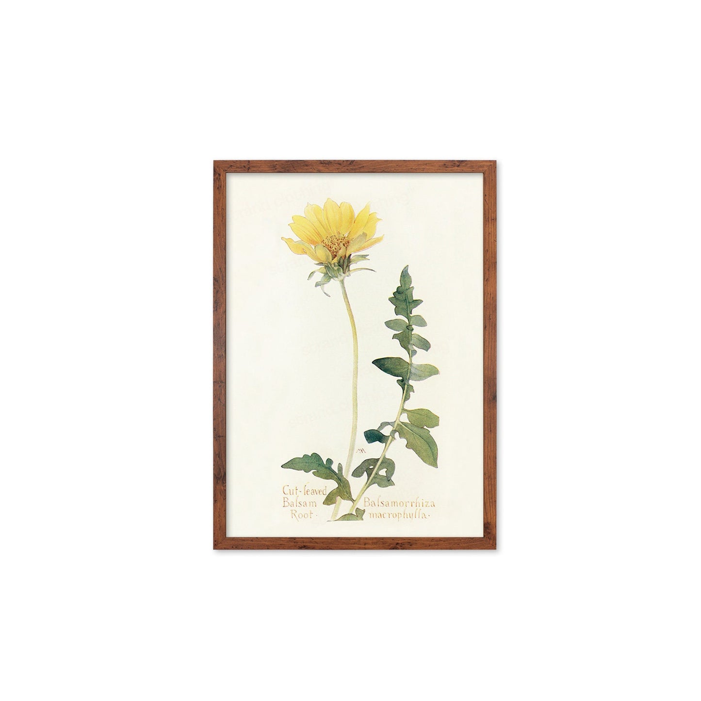Framed Mounted Antique Botanical Art Print Poster Wall Decor Flowers Floral Dandelion Daisy Nature Leaf Plant Illustration Edwardian Elegant