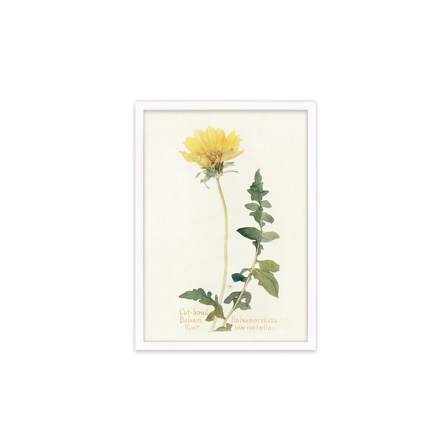 Framed Mounted Antique Botanical Art Print Poster Wall Decor Flowers Floral Dandelion Daisy Nature Leaf Plant Illustration Edwardian Elegant