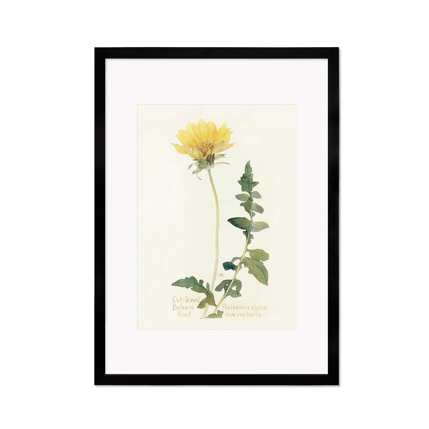Framed Mounted Antique Botanical Art Print Poster Wall Decor Flowers Floral Dandelion Daisy Nature Leaf Plant Illustration Edwardian Elegant
