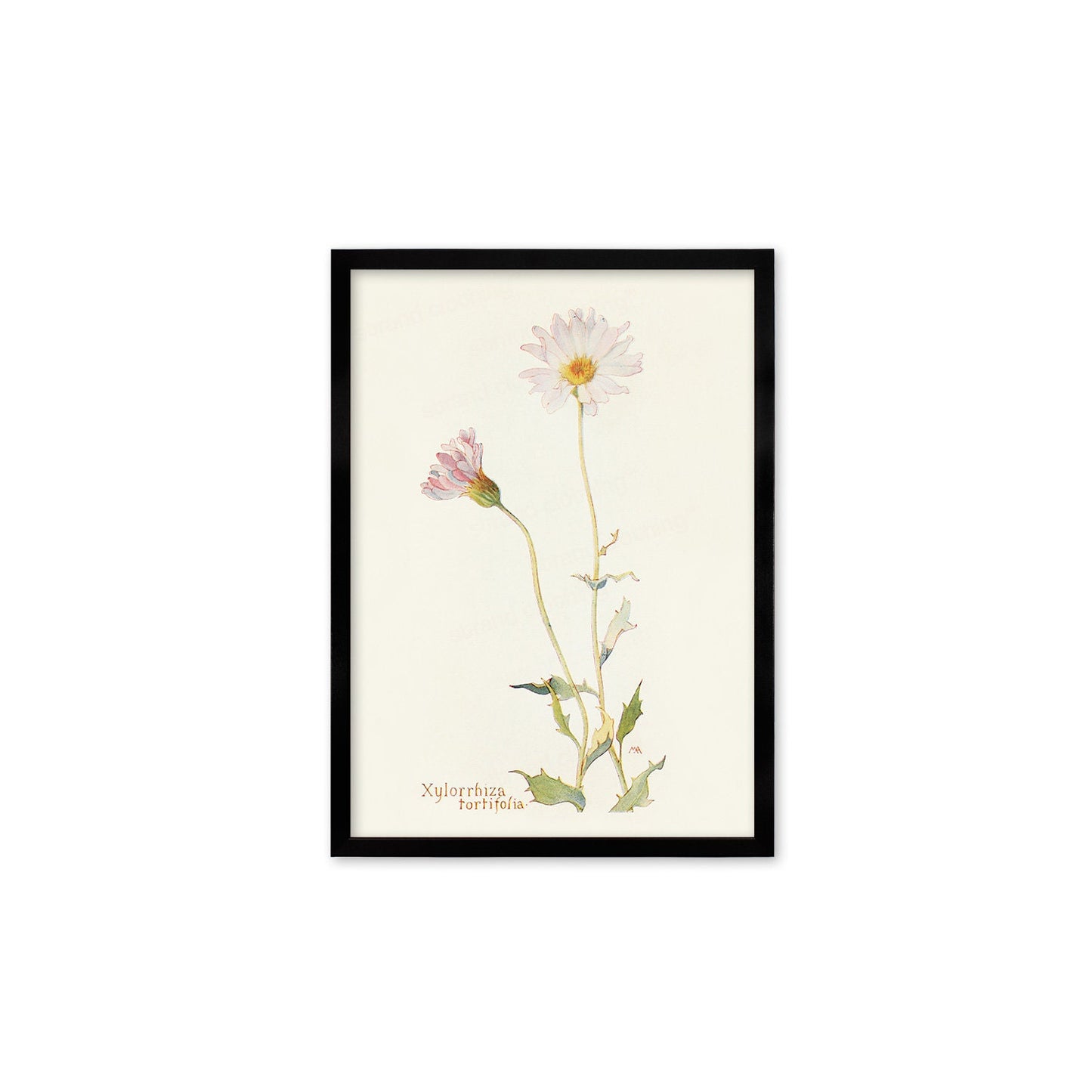 Framed Mounted Antique Botanical Art Print Poster Wall Flowers Floral Drawing Leaf Daisy Nature Leaf Plant Illustration Edwardian Elegant A2