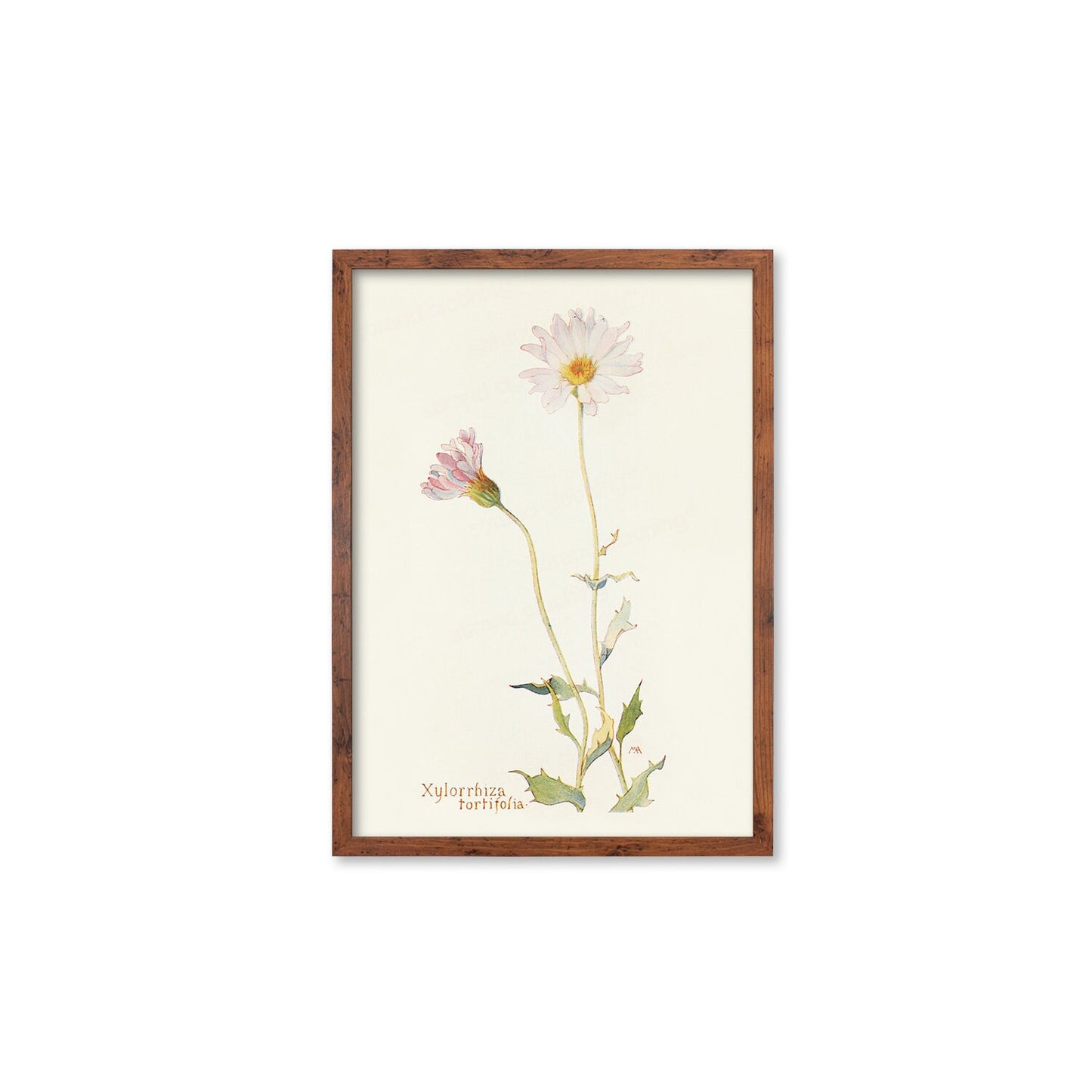 Framed Mounted Antique Botanical Art Print Poster Wall Flowers Floral Drawing Leaf Daisy Nature Leaf Plant Illustration Edwardian Elegant A2