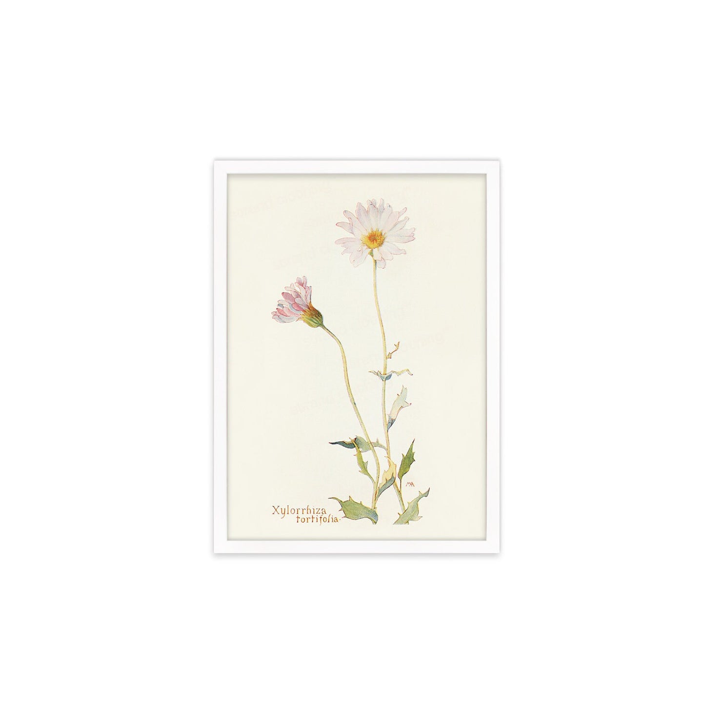 Framed Mounted Antique Botanical Art Print Poster Wall Flowers Floral Drawing Leaf Daisy Nature Leaf Plant Illustration Edwardian Elegant A2