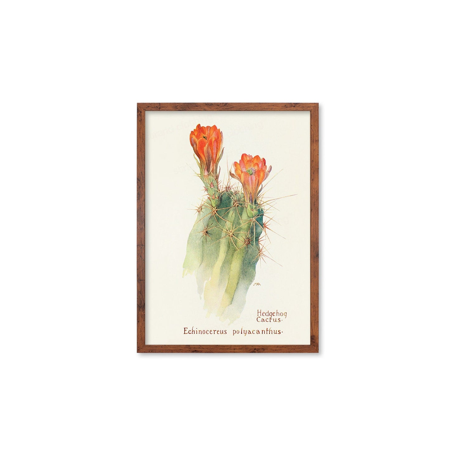 Framed Mounted Antique Botanical Art Print Poster Wall Decor Flowers Floral Cactus Cacti Succulents Nature Leaf Plant Illustration Edwardian