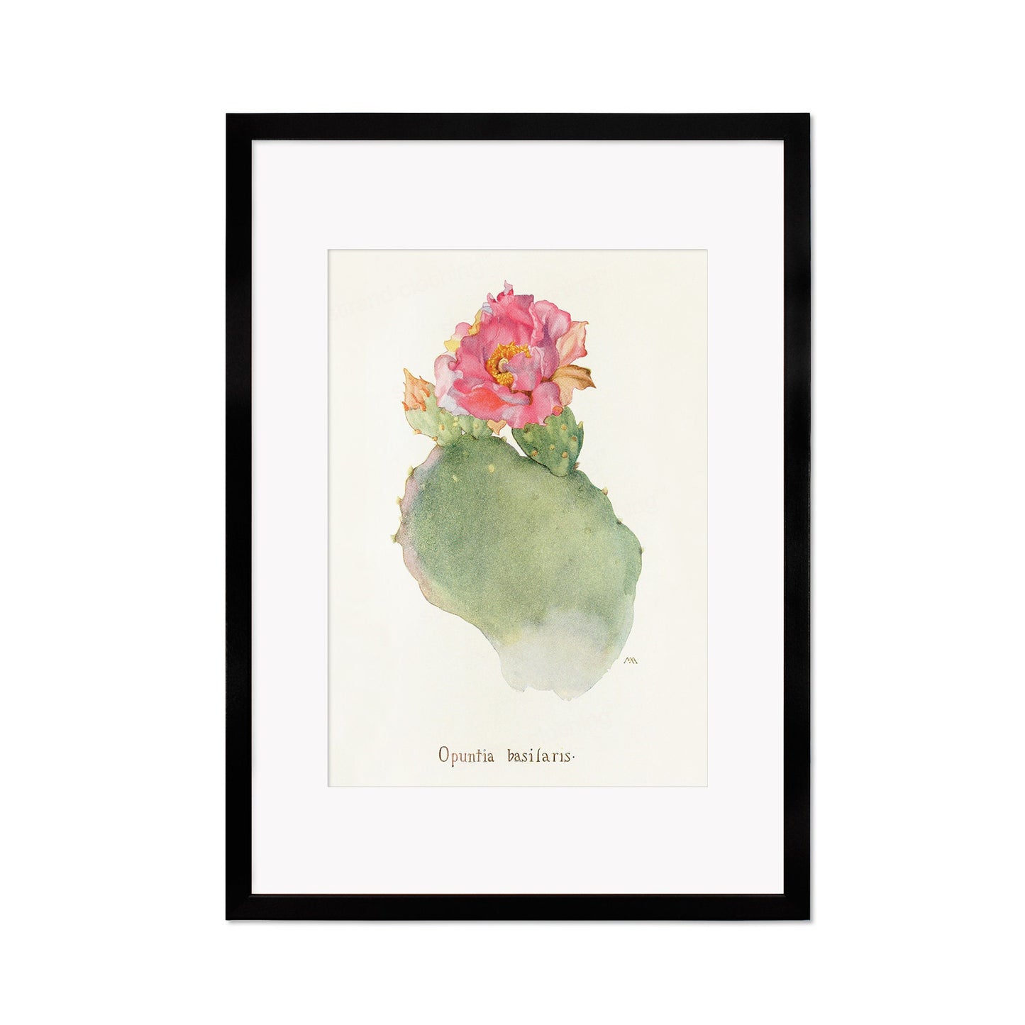 Framed Mounted Antique Botanical Art Print Poster Wall Flowers Floral Cactus Cacti Succulents Nature Leaf Plant Illustration Edwardian A2