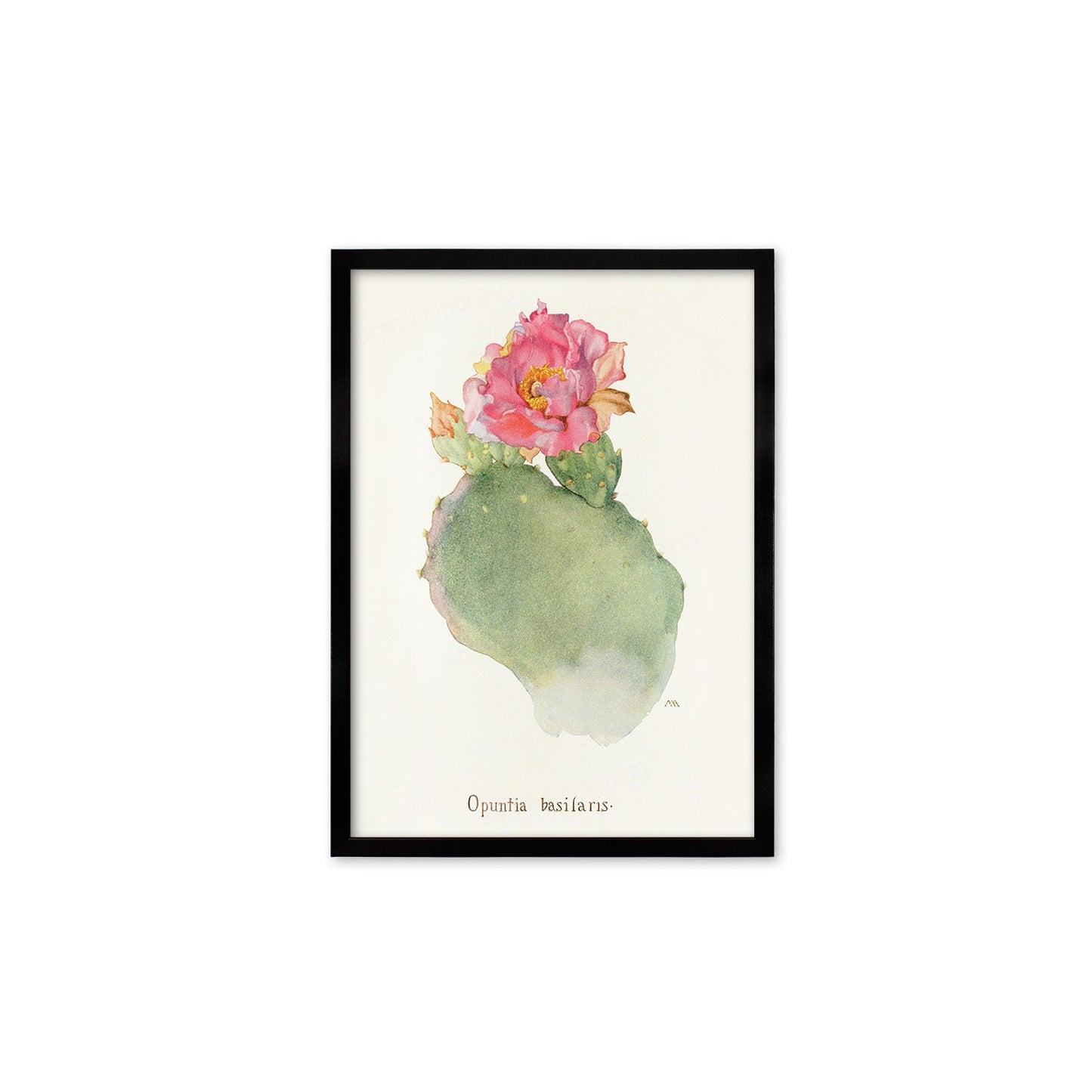 Framed Mounted Antique Botanical Art Print Poster Wall Flowers Floral Cactus Cacti Succulents Nature Leaf Plant Illustration Edwardian A2