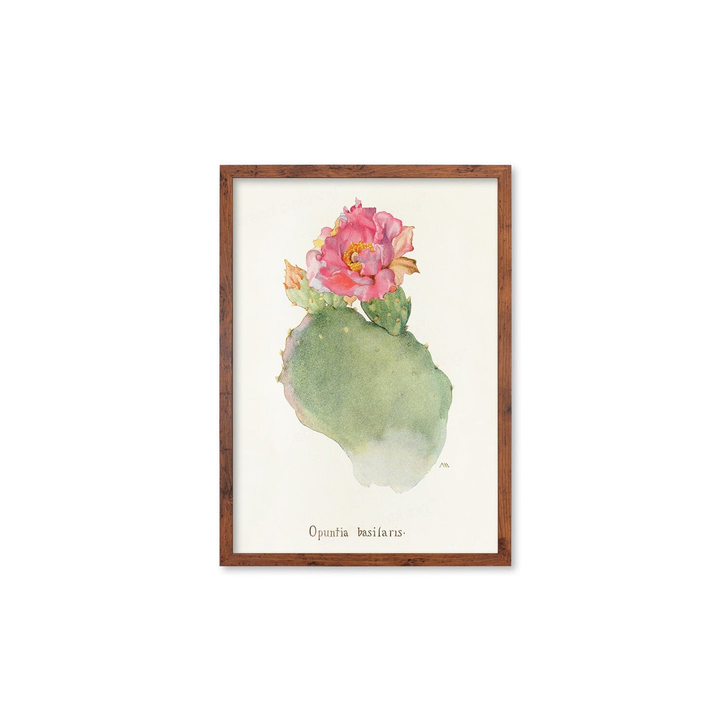 Framed Mounted Antique Botanical Art Print Poster Wall Flowers Floral Cactus Cacti Succulents Nature Leaf Plant Illustration Edwardian A2