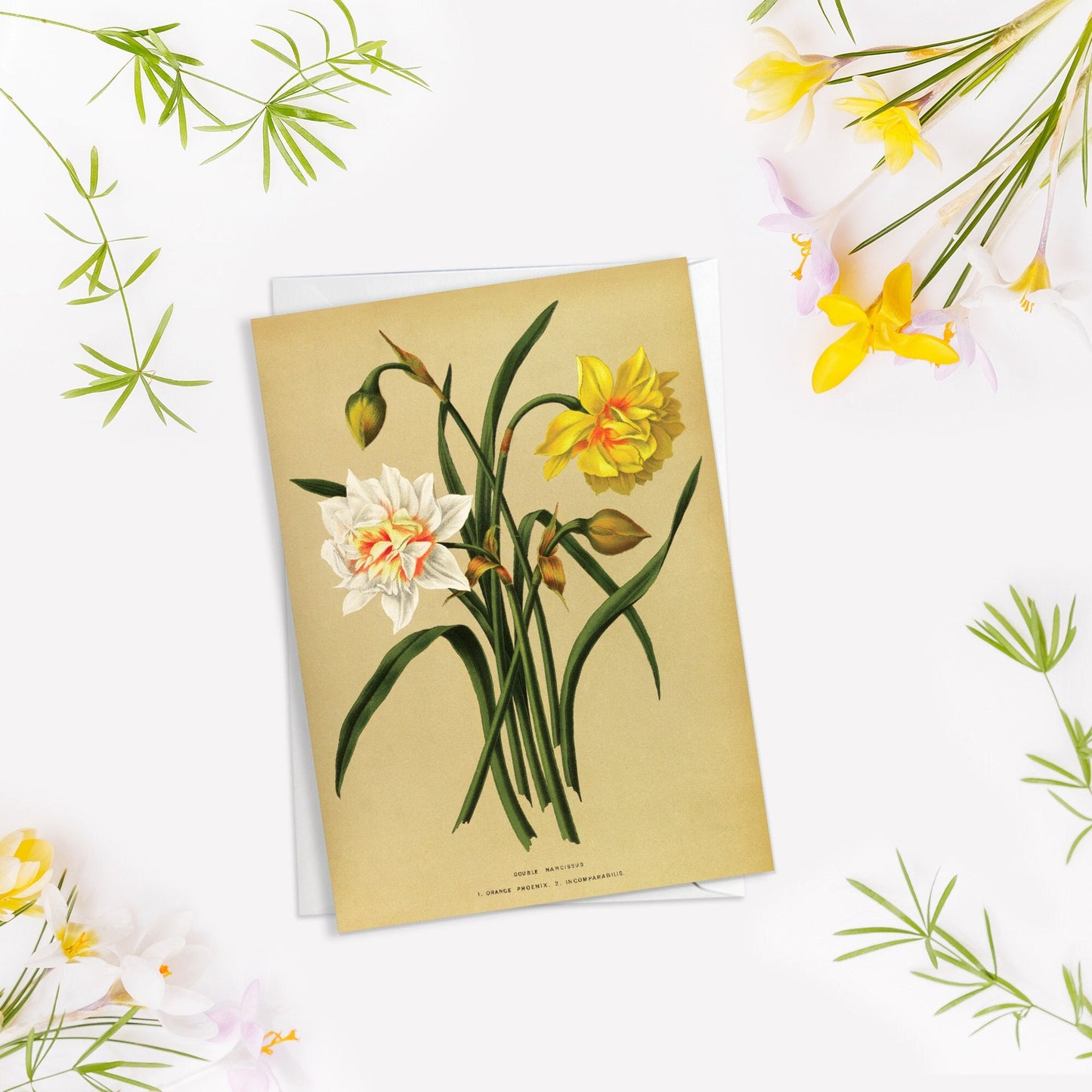 Daffodil Narcissus Antique Botanical Greeting Card Birthday Floral Art with Envelope Valentines Flowers Vintage Victorian Beautiful - D78
