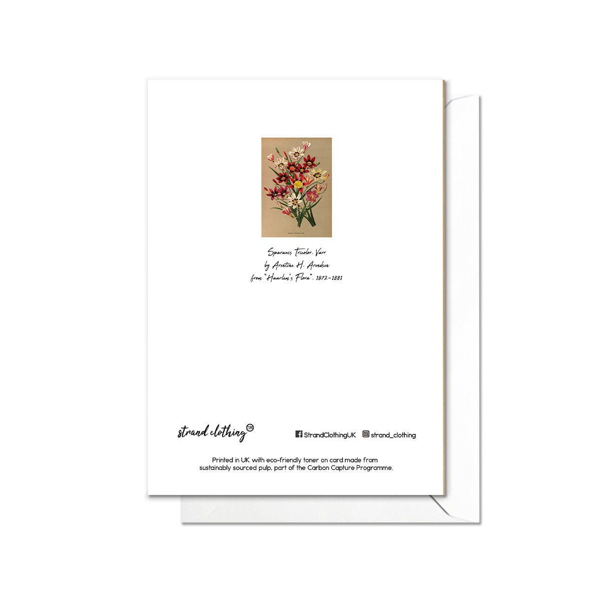 Sparaxis Star Flower Antique Botanical Greeting Card Birthday Floral Art with Envelope Valentines Vintage Victorian Beautiful Pretty - X31