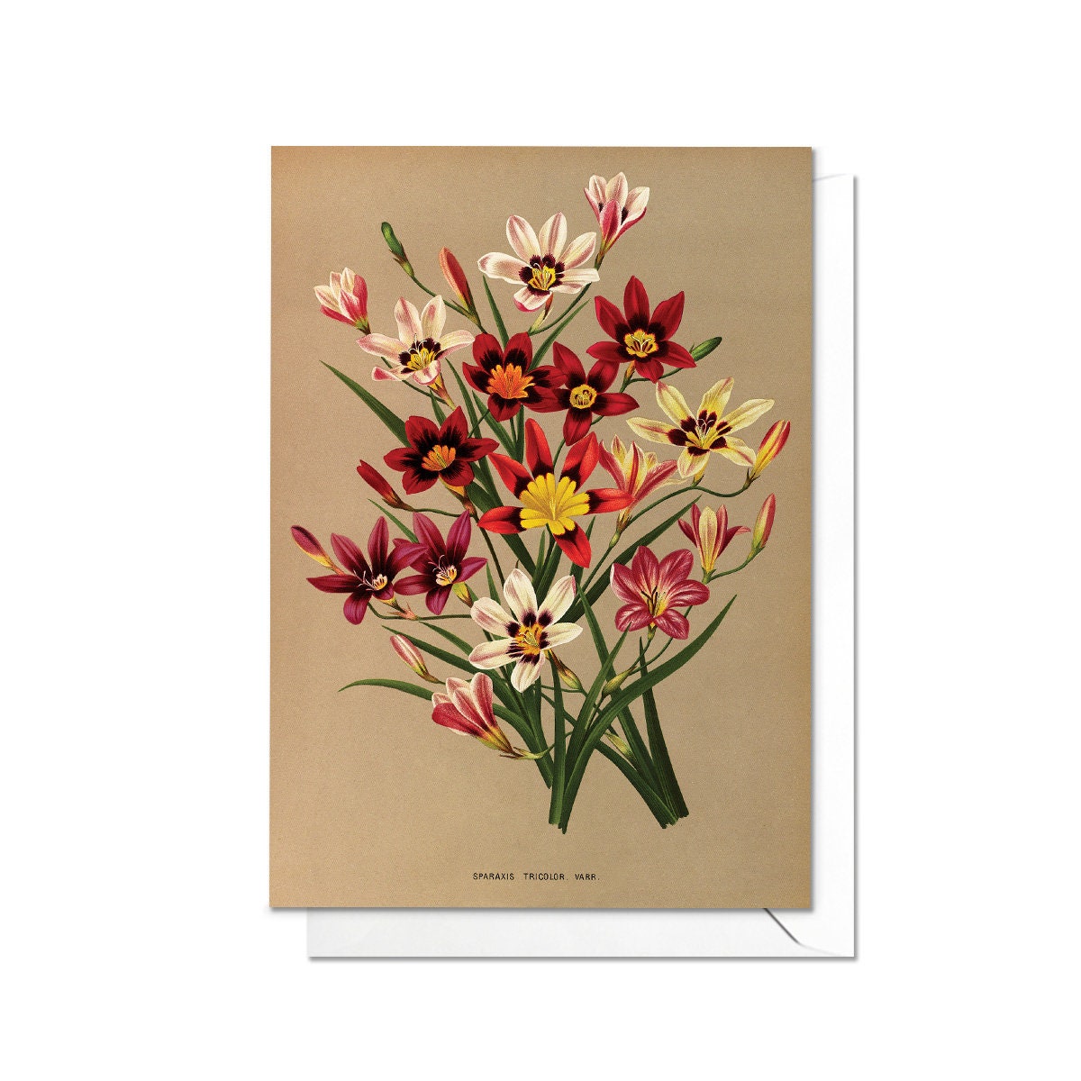 Sparaxis Star Flower Antique Botanical Greeting Card Birthday Floral Art with Envelope Valentines Vintage Victorian Beautiful Pretty - X31