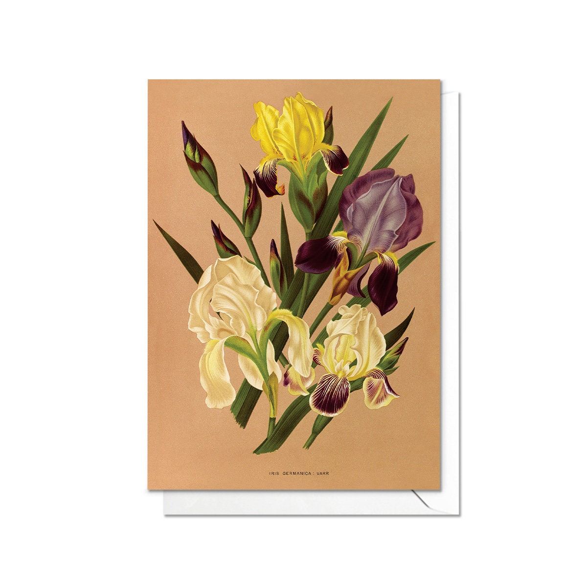 Iris Flower Antique Botanical Greeting Card Birthday Floral Art with Envelope Valentine Vintage Victorian Beautiful Arentine H Arendsen R12