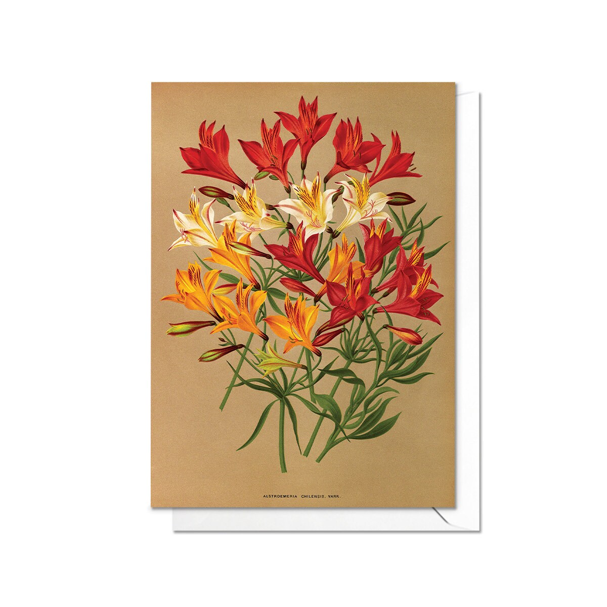 Lilies Antique Botanical Greeting Card Birthday Floral Art with Envelope Alstroemeria Chilensis Flowers Vintage Victorian Beautiful - A76