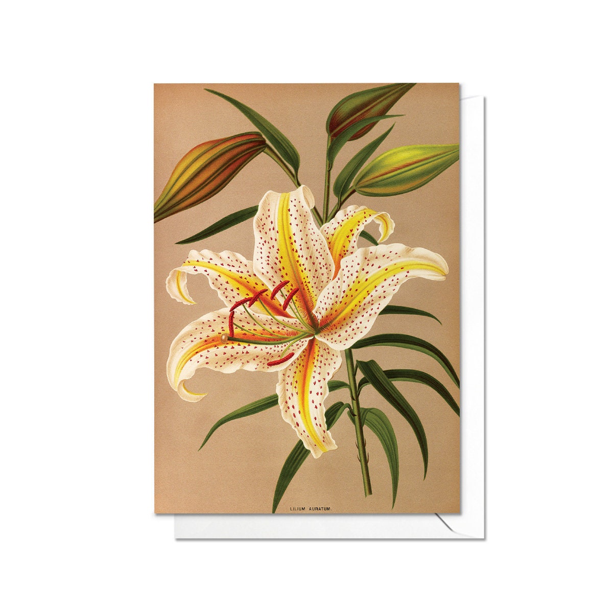 Mountain Lily Antique Botanical Greeting Card Birthday Floral Art with Envelope Valentines Flowers Lilies Vintage Victorian Beautiful - L87