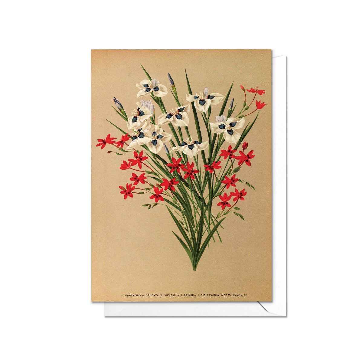 Tiger Iris & Freesia Antique Botanical Greeting Card Birthday Floral Art with Envelope Valentines Flowers Vintage Victorian Beautiful - A23