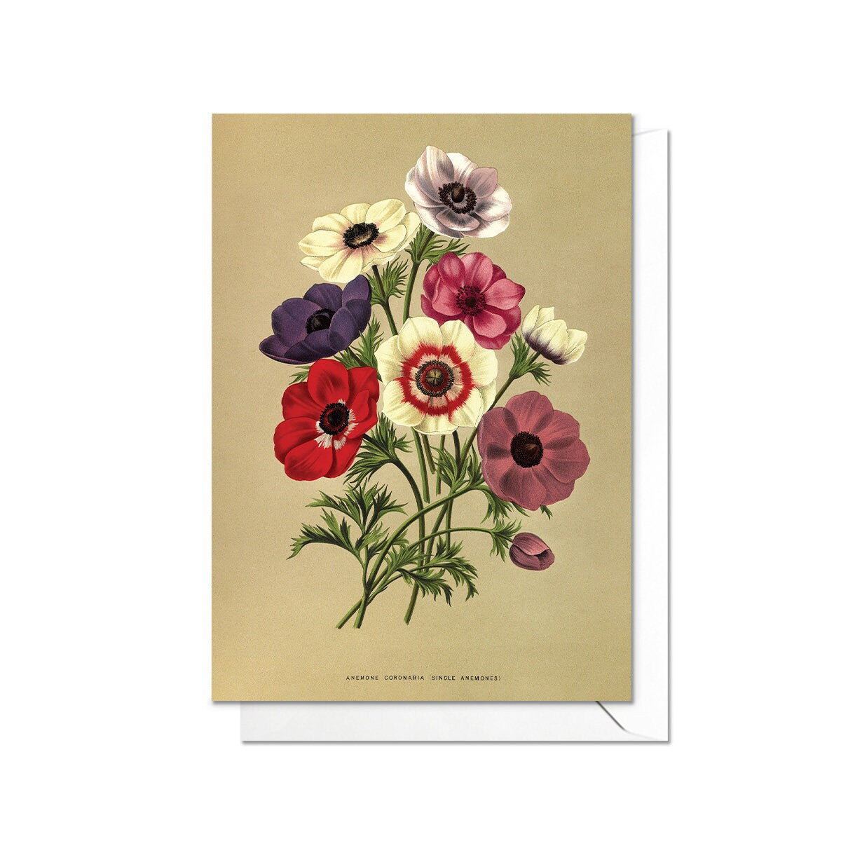 Anemone Poppy Antique Botanical Greeting Card Birthday Floral Art with Envelope Valentines Coronaria Flowers Vintage Victorian Beautiful A19