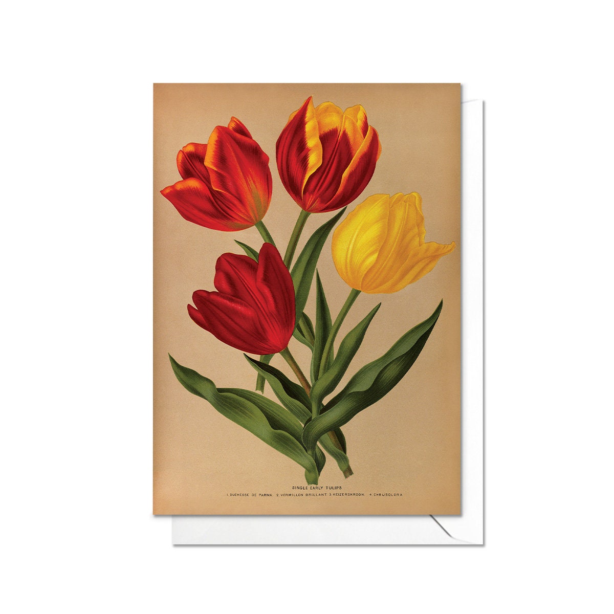 Tulips Antique Botanical Greeting Card Birthday Floral Art with Envelope Valentines Flowers Red Yellow Tulip Vintage Victorian Beautiful T07