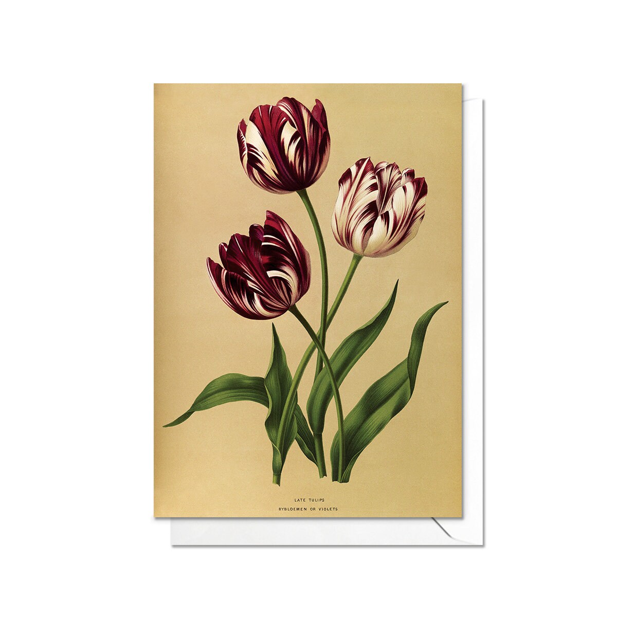 Tulips Antique Botanical Greeting Card Birthday Floral Art with Envelope Valentines Flowers Vintage Purple Victorian Beautiful Pretty - T01