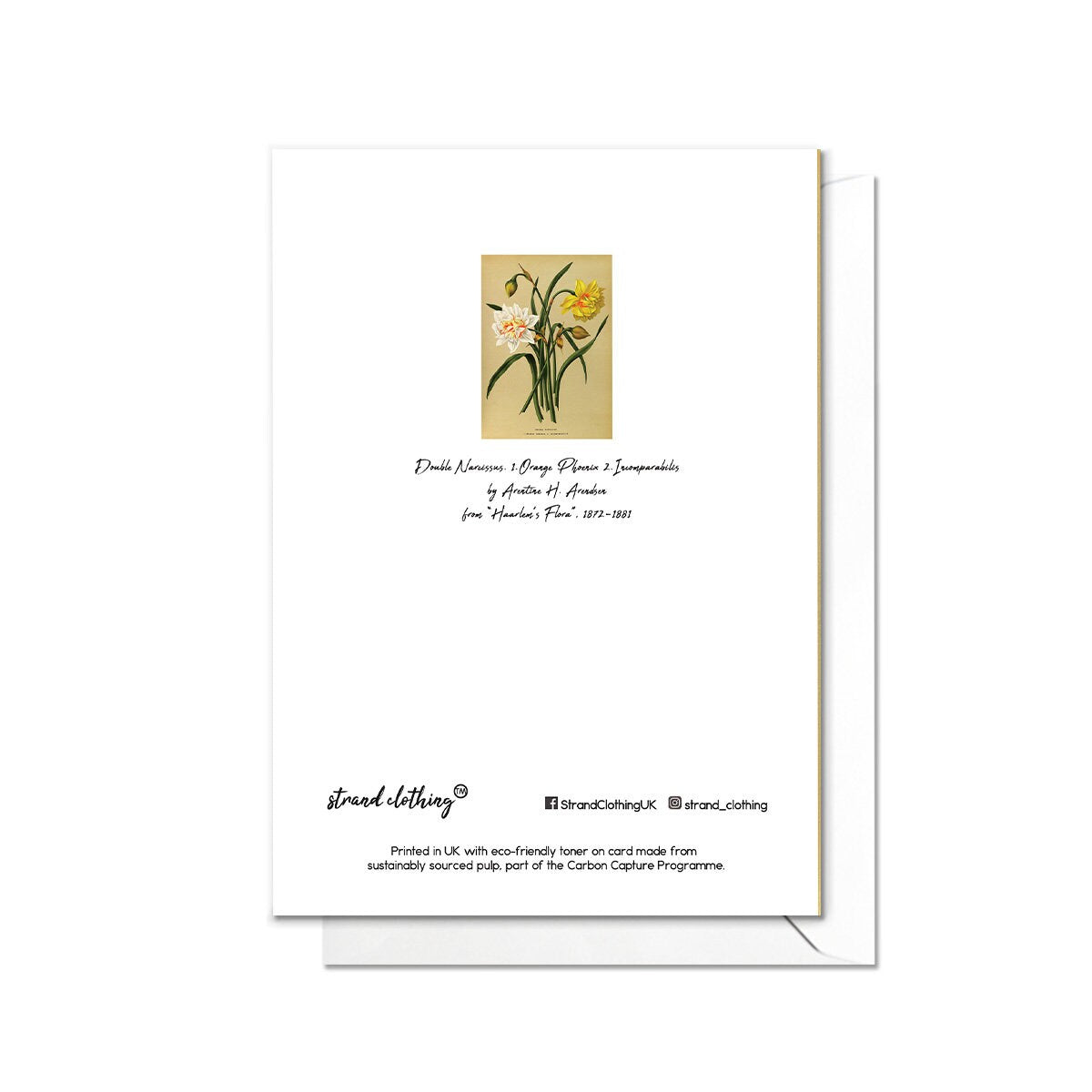 Daffodil Narcissus Antique Botanical Greeting Card Birthday Floral Art with Envelope Valentines Flowers Vintage Victorian Beautiful - D78