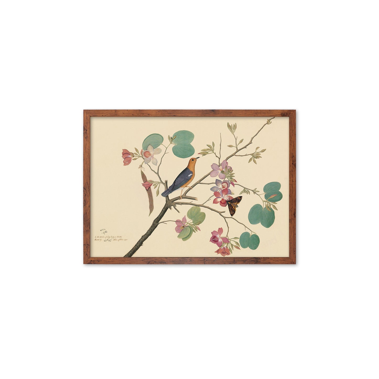 Framed Mounted Indian Jujube Tree Art Vintage Print Poster Antique Sheikh Zain al-Din Painting Nature Birds Butterflies Georgian Victorian