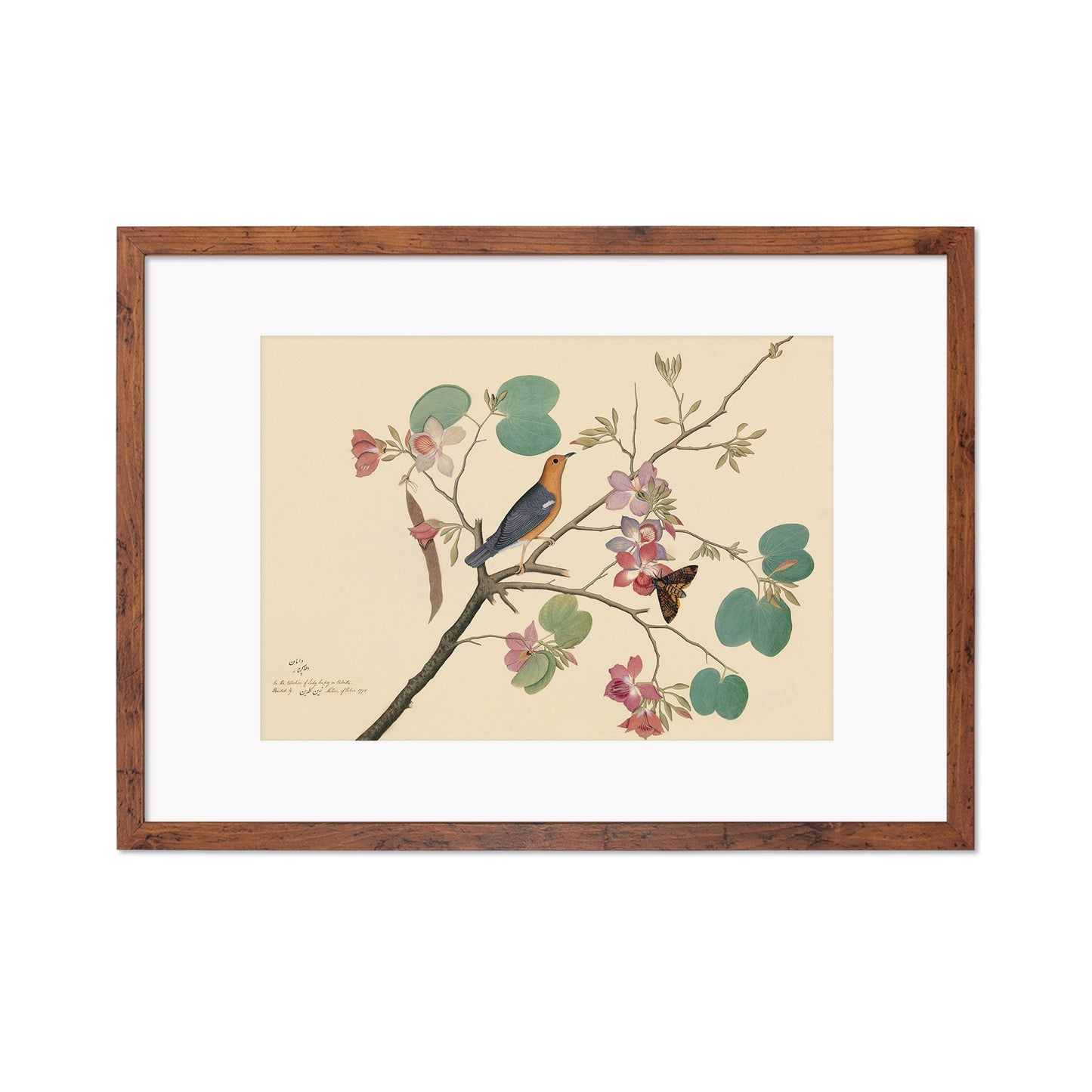 Framed Mounted Indian Jujube Tree Art Vintage Print Poster Antique Sheikh Zain al-Din Painting Nature Birds Butterflies Georgian Victorian