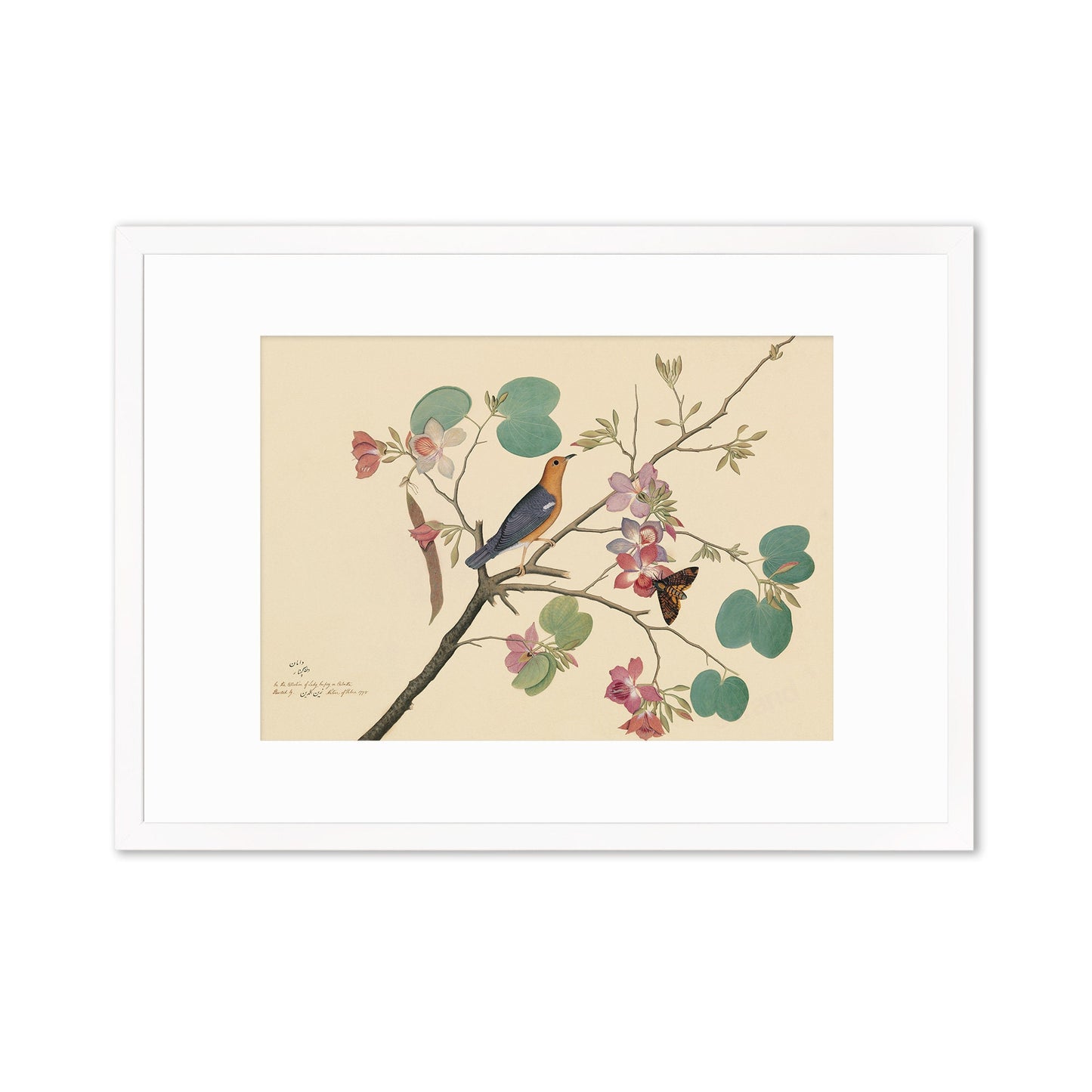 Framed Mounted Indian Jujube Tree Art Vintage Print Poster Antique Sheikh Zain al-Din Painting Nature Birds Butterflies Georgian Victorian