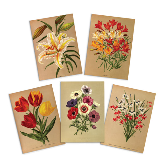 Antique Botanical Greeting Cards Birthday Card Set of Five Bundle Floral Art Valentines Flowers Tulip Lilies Vintage Victorian Beautiful 5