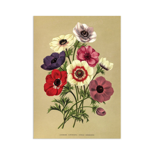 Antique Botanical Art Print Poster Vintage Wall Art Flowers Floral Anemones Leaf Plant Tree Nature Illustration Victorian Herbs Beautiful A3