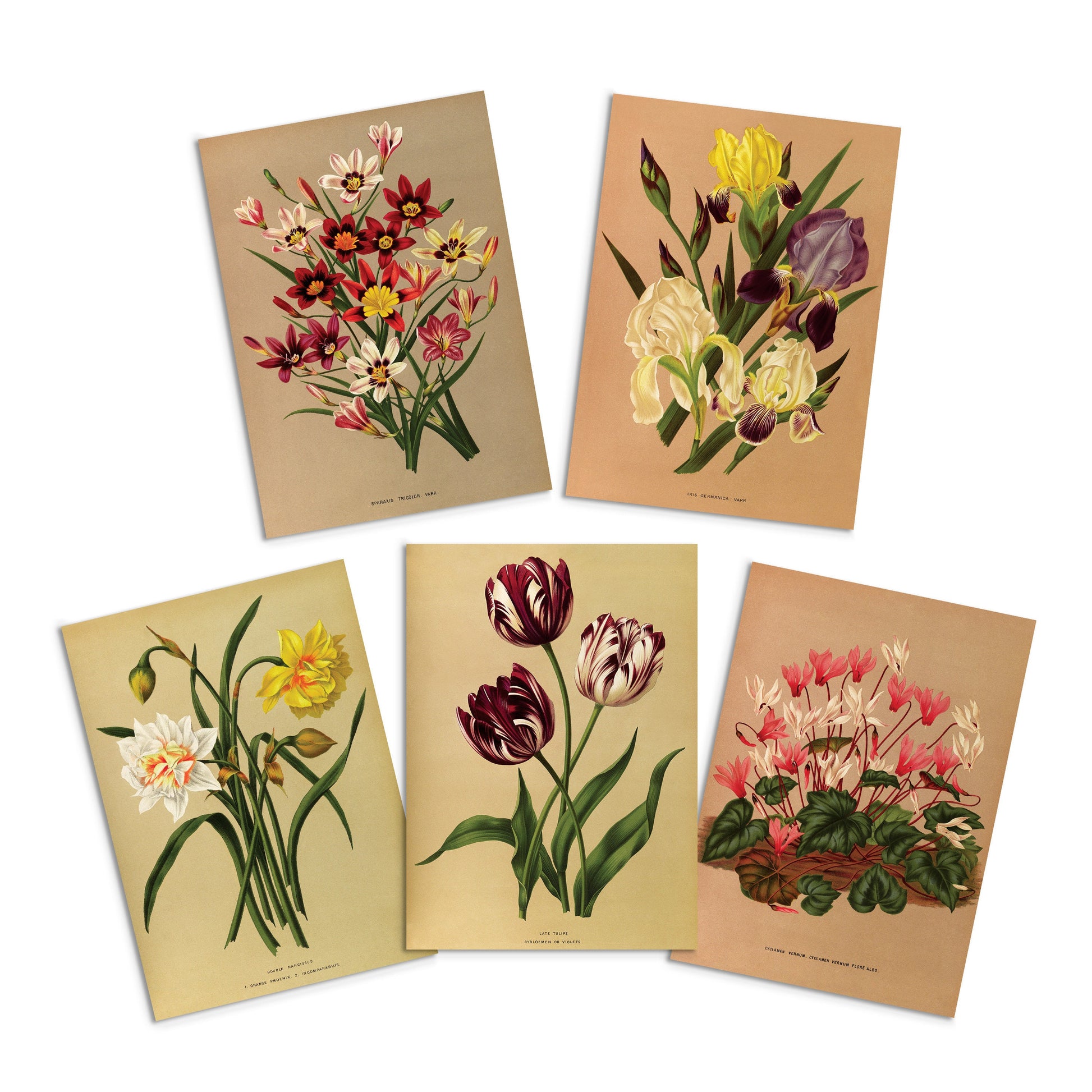 Antique Botanical Greeting Cards Birthday Card Set of Five Bundle Floral Art Valentines Flowers Daffodils Vintage Victorian Beautiful Gift 5
