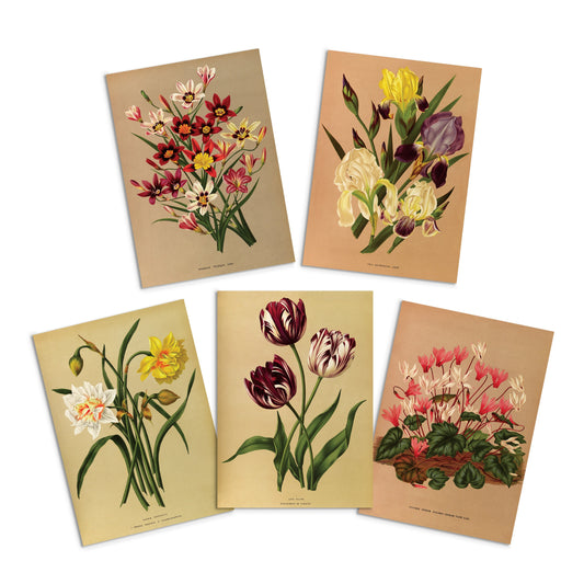 Antique Botanical Greeting Cards Birthday Card Set of Five Bundle Floral Art Valentines Flowers Daffodils Vintage Victorian Beautiful Gift 5