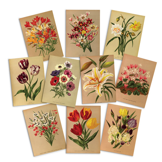 Antique Botanical Greeting Cards Birthday Card Set of 10 - Ten Floral Art Bundle Valentines Flowers Tulip Lilies Vintage Victorian Beautiful