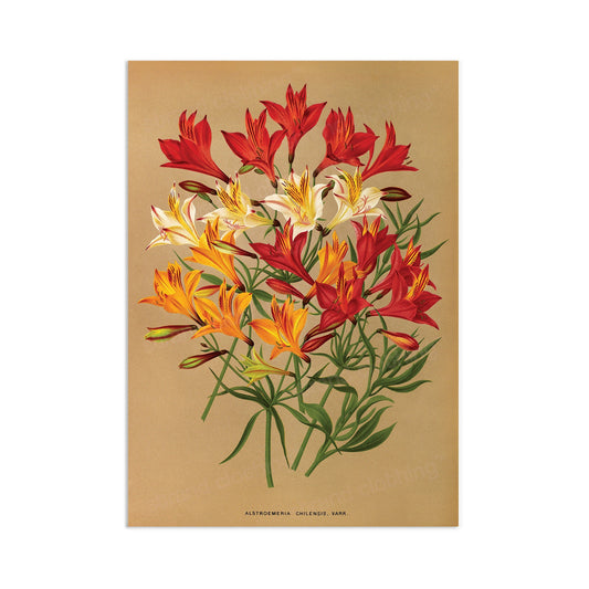 Antique Botanical Art Print Poster Vintage Wall Art Flowers Floral Alstroemeria Leaf Plant Illustration Victorian Herbs Beautiful Pressed A3
