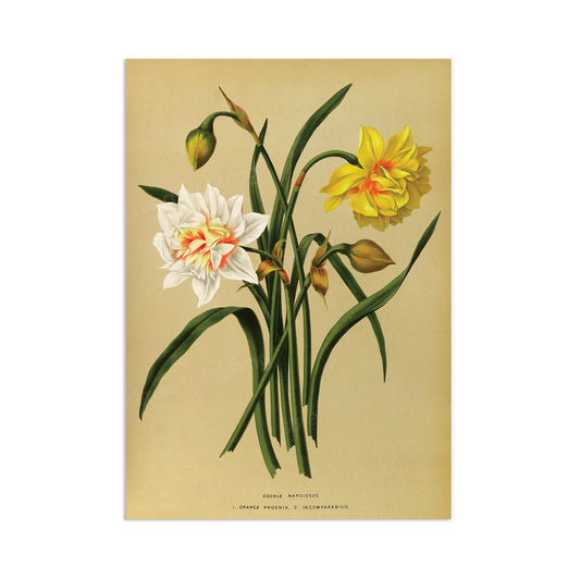 Antique Botanical Art Print Poster Vintage Wall Art Flowers Floral Narcissus Daffodil Leaf Plant Illustration Victorian Herbs Beautiful A3