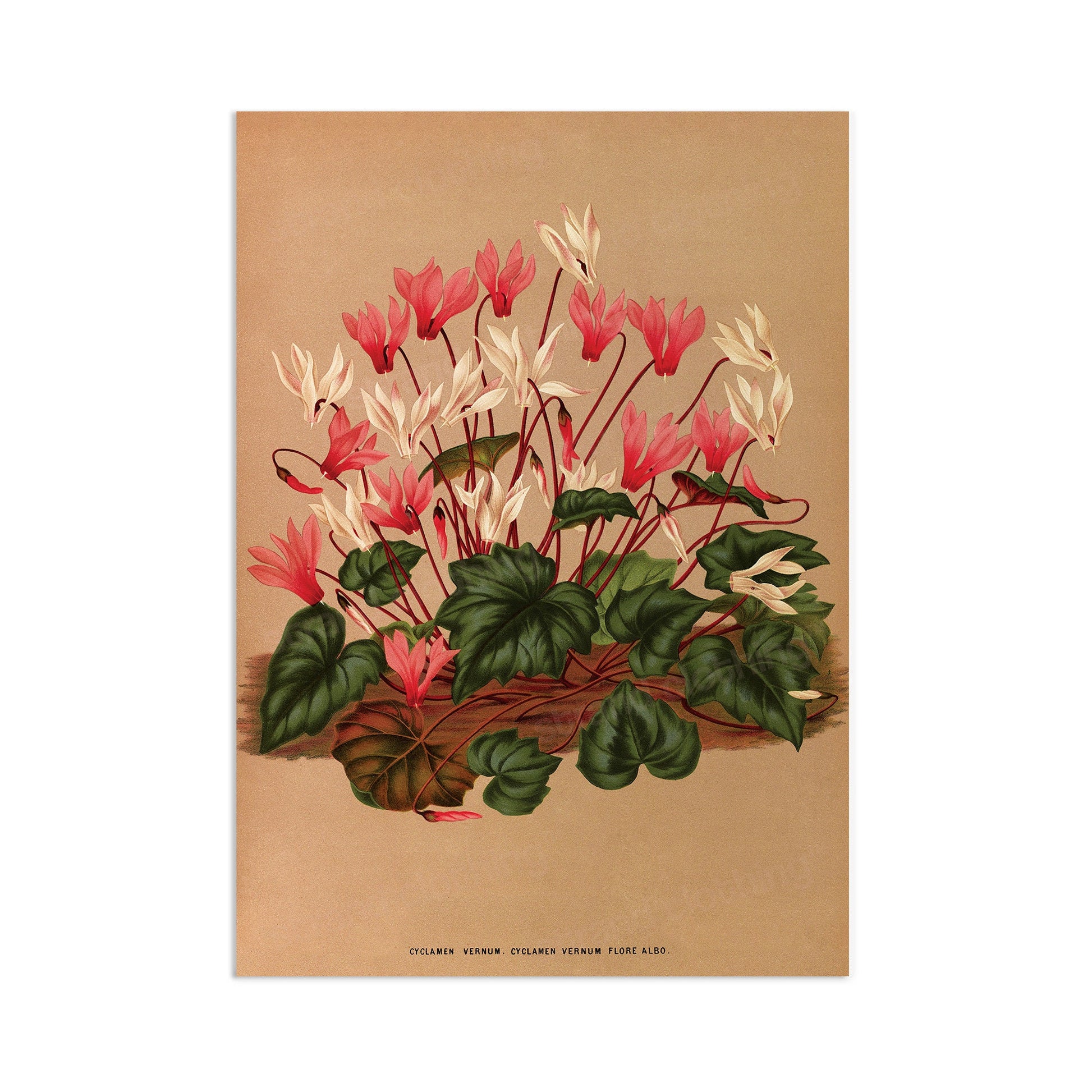 Antique Botanical Art Print Poster Vintage Wall Art Flowers Floral Cyclamen Leaf Plant Illustration Victorian Herbs Beautiful Pressed A3